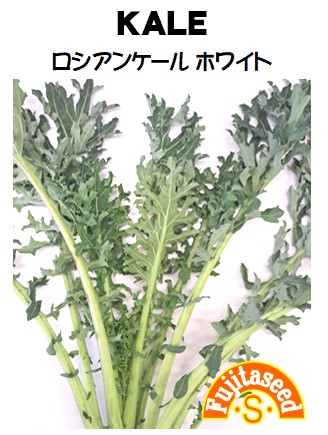 ロシアンケール　ホワイト（KALE）