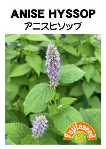 アニスヒソップ