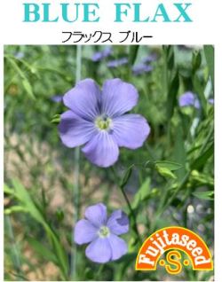 フラックスブルー