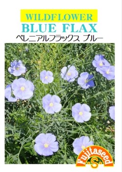 ペレニアルフラックスブルー
