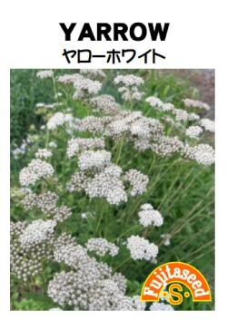 ヤロー　ホワイトヤロー