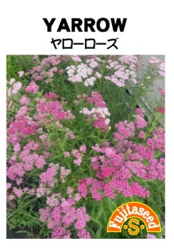 ヤロー　ローズヤロー