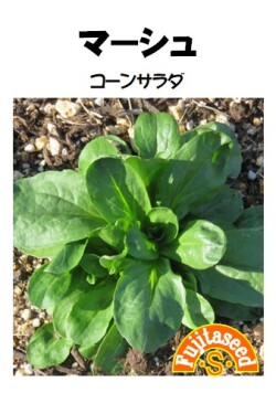 マーシュ（コーンサラダ）