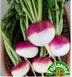 ターニップ（洋種かぶ）
