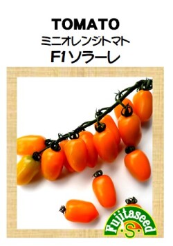 ミニオレンジトマト F1 ソラーレ