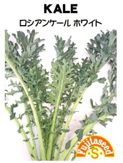 ロシアンケール　ホワイト（KALE）