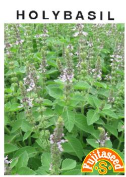 ホーリーバジル