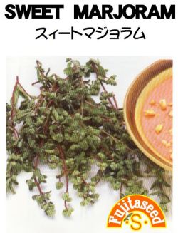 スィートマジョラム