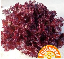 ダークロロロッサ