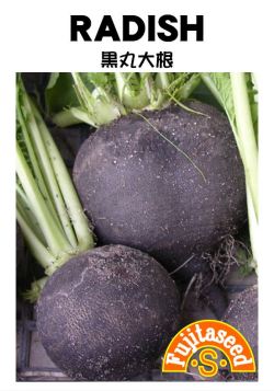 黒丸大根