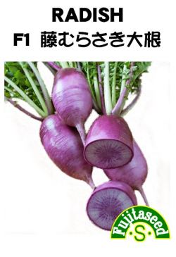 藤むらさき大根