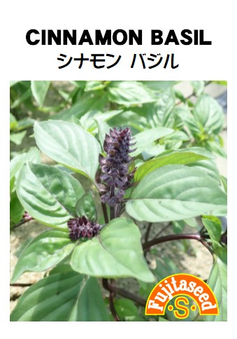バジル シナモンバジル