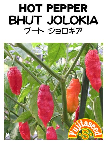会津ブランド館 種、激辛唐辛子ブートジョロキアの種30粒 50袋、送料込み Amazon.co.jp: 植物種子 世界一番辛い悪魔唐辛子(ブートジョロキア) 種