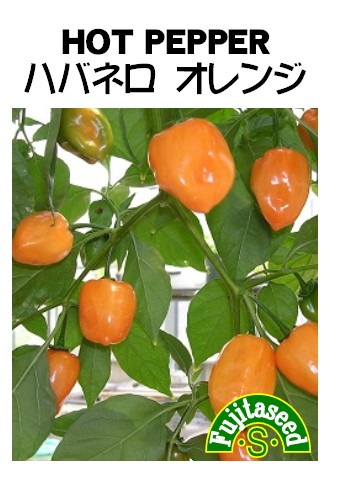 ハバネロ オレンジ