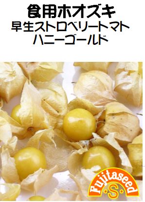 食用ほおずき　　抜き苗　1本　ハニーゴールド 早生ストロベリートマト ハニーゴールド