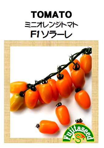ミニオレンジトマト F1 ソラーレ
