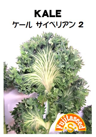 ケール サイベリアン2（KALE）