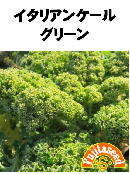 イタリアンケール グリーン