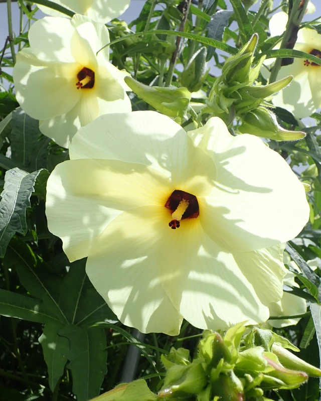 花オクラ
