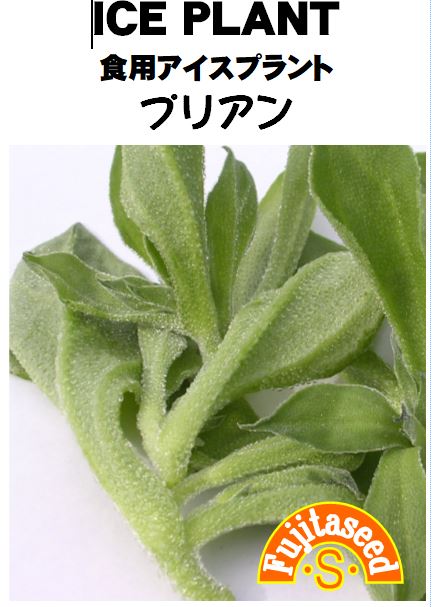食用アイスプラント プリアン