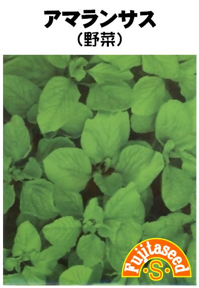 ハーブの種 アマランサス レッドベルベッド 種子 Fmcars Cz