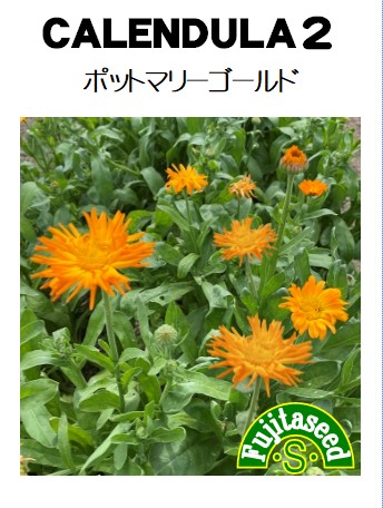 カレンデュラ2（ポットマリーゴールド）