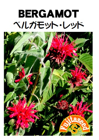 6-M】新芽でてきました 赤いお花が目を引くレッドベルガモット苗