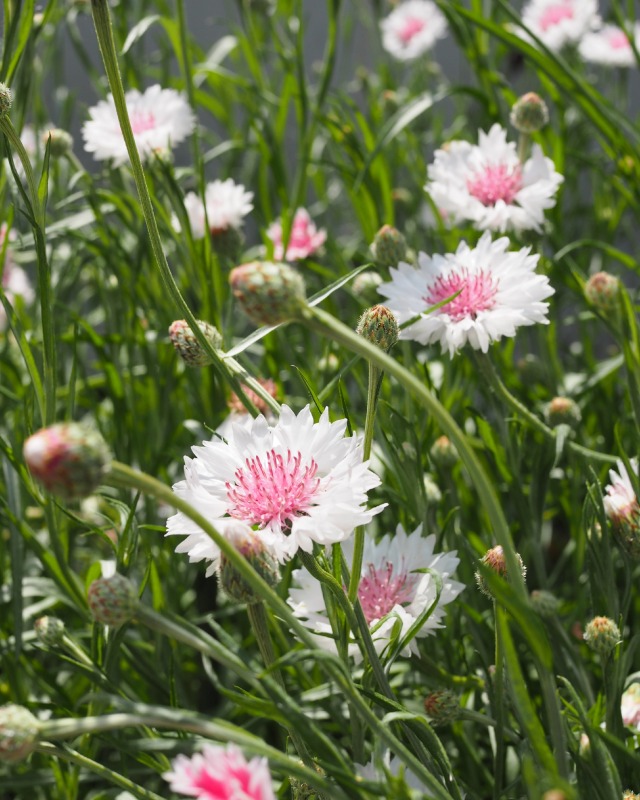 コーンフラワー(混合)エンジェルブーケ