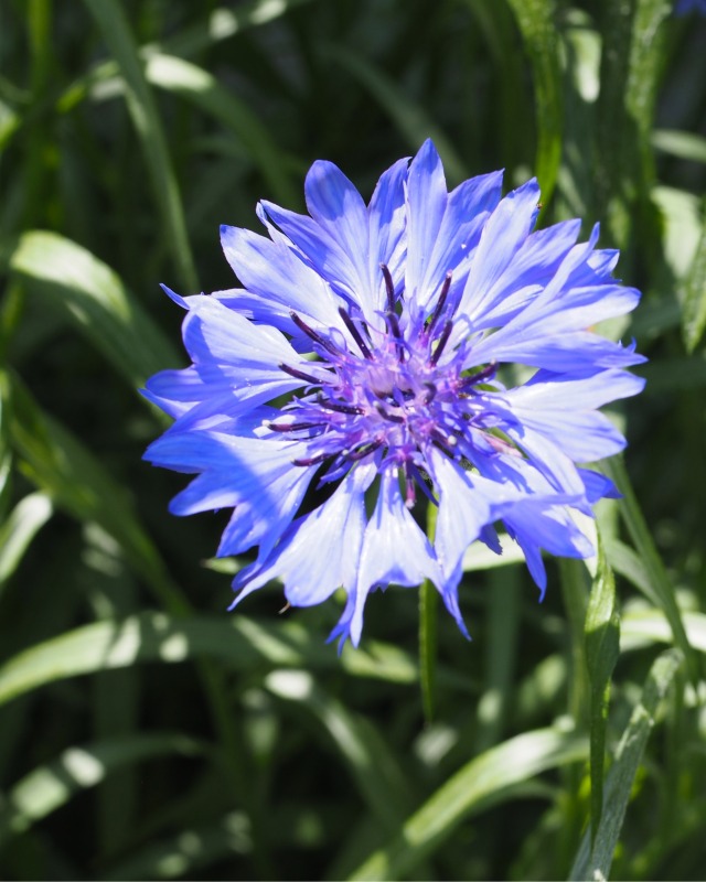 コーンフラワー