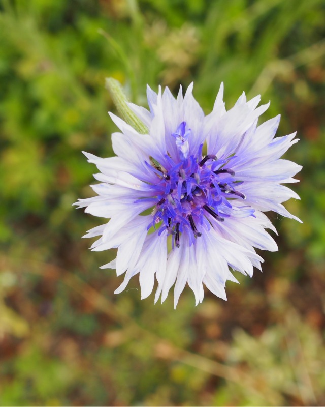 コーンフラワー