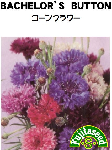 コーンフラワー