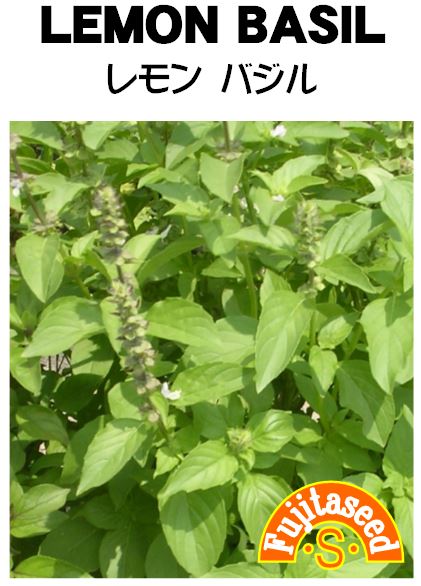 バジル レモンバジル