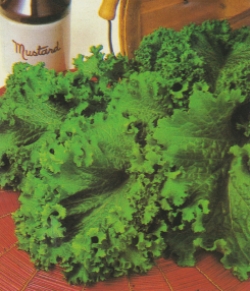 マスタード グリーン