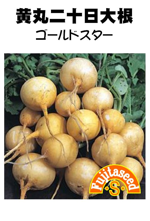 黄丸二十日大根 ゴールドスター 黄丸二十日大根 ゴールドスター