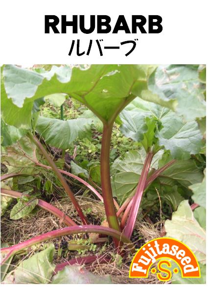 ルバーブ