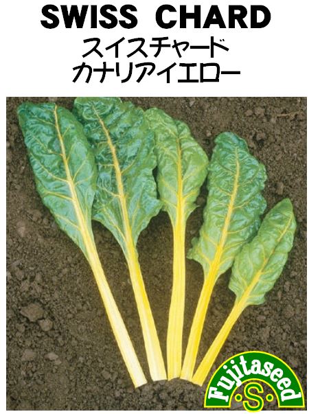 113円 お得なキャンペーンを実施中 マイクロ スイスチャード ピンク 113円 お得なキャンペーンを実施中 マイクロ スイスチャード ピンク
