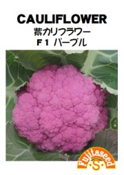 紫カリフラワー F1 パープル