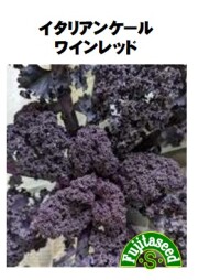 イタリアンケール ワインレッド