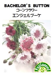 コーンフラワー(混合)エンジェルブーケ