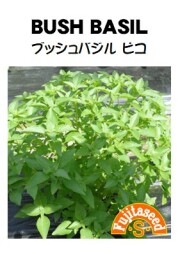 ブッシュバジル ピコ