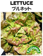 ブルネット
