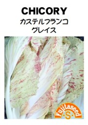 チコリーカステルフランコ グレイス