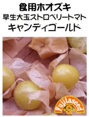 早生ストロベリートマト ハニーゴールド