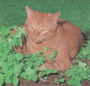 キャットニップ