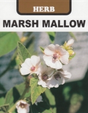 藤田種子・世界の珍しい野菜とハーブの種子