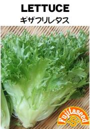 ギザフリレタス