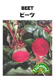 ビーツ