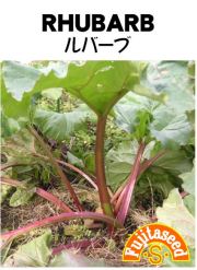 ルバーブ