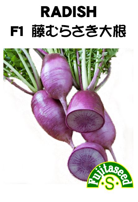 藤むらさき大根