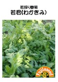 若採り春菊　若君(わかぎみ)